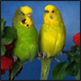 Аватара пользователя