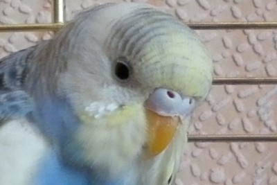 P1000738bn.JPG