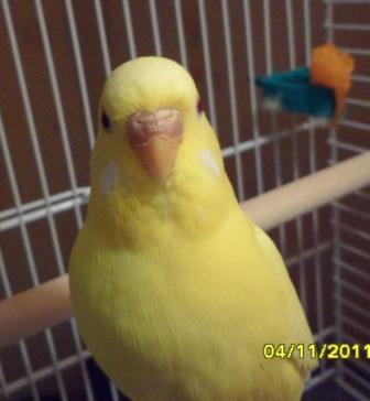 SAM_0785.JPG