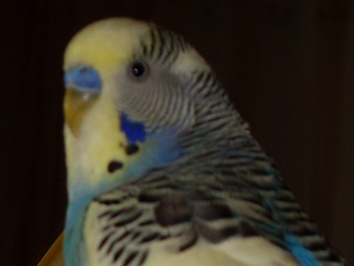 SDC10006.JPG
