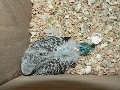 Новый год 2008-2009 037.JPG