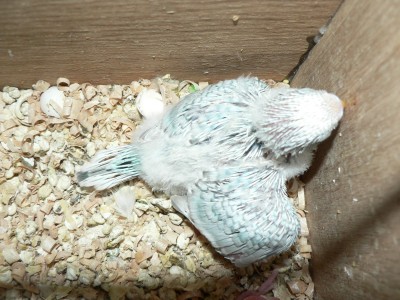 Новый год 2008-2009 038.JPG