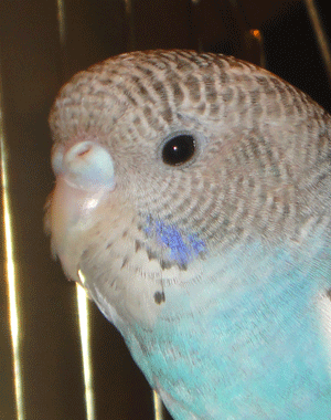петя.gif