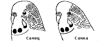 0_6eaba_4e359c90_XL.gif