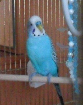 Копия SAM_1374.JPG