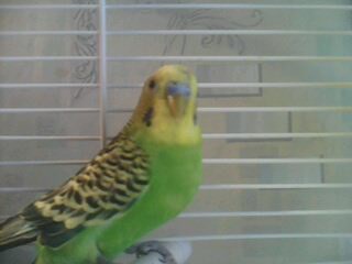 IMG0007A.jpg