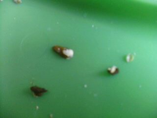 IMG0012A.jpg
