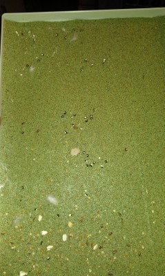 IMAG0265.jpg