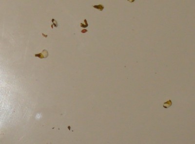 DSC07342.jpg