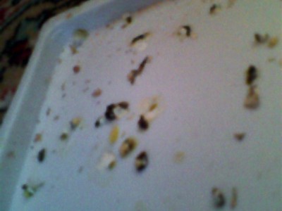 IMG_20130325_184727.jpg