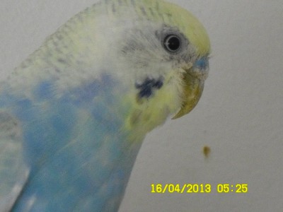 SAM_0017.JPG