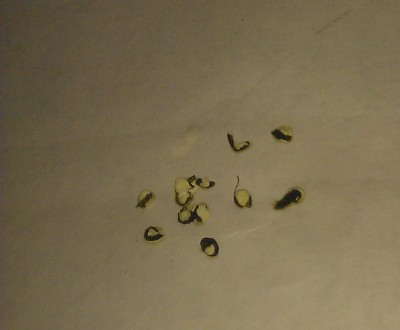 IMAG0390.jpg