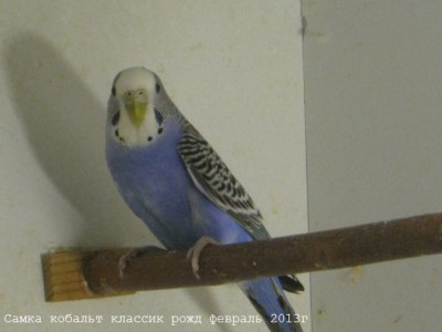 IMG_4517.JPG