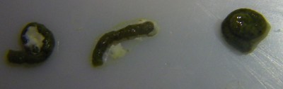 100_0670.JPG
