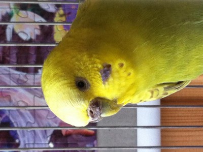 pyellow.JPG