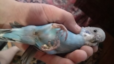 Лапки 2.jpg