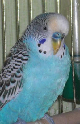 Копия SAM_0015.JPG