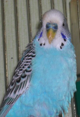 Копия SAM_0016.JPG