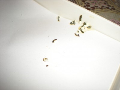 DSCN8403.JPG
