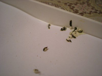 DSCN8405.JPG