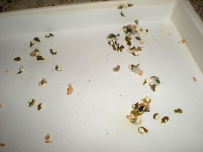 DSCN8409.JPG