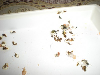 DSCN8410.JPG