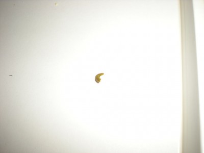 DSCN8418.JPG