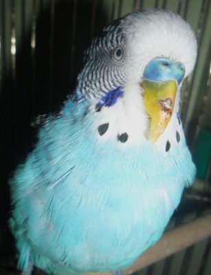 Копия SAM_0080.JPG