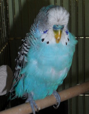 Копия SAM_0112.JPG