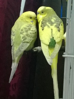 WP_20140125_001а.jpg