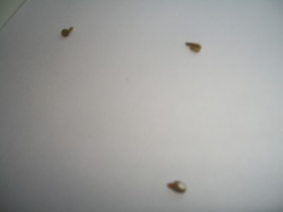 100_6581.JPG