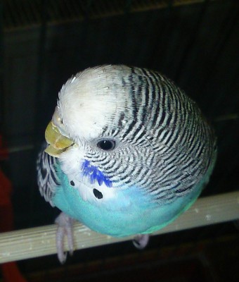 DSC_1006.JPG