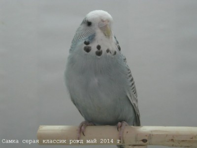 IMG_6230.JPG