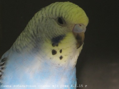 IMG_6405.JPG