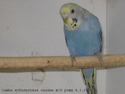 IMG_6593.JPG