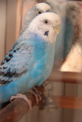 IMG_5020_новый размер.JPG