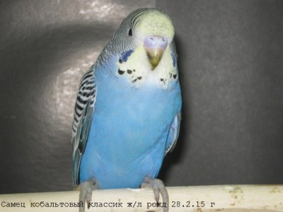 IMG_6711.JPG