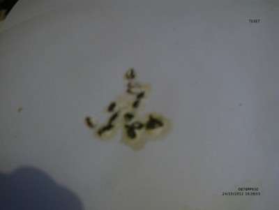 MVI00082.JPG
