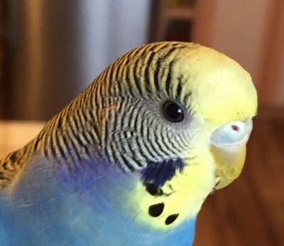 image.jpg