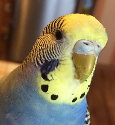 image.jpg