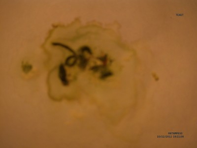 MVI00176.JPG