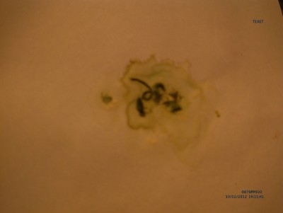 MVI00177.JPG