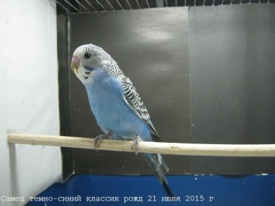 IMG_7025.JPG