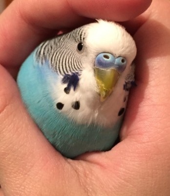 image.jpeg