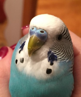 image.jpeg