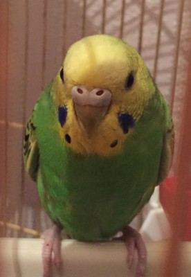 image.jpeg