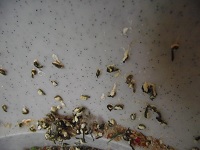 DSCF7203.JPG