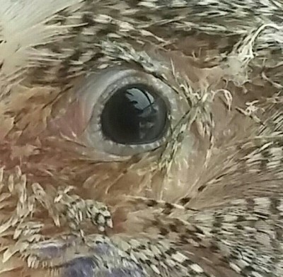 20151127_154047-1-1-1.jpg
