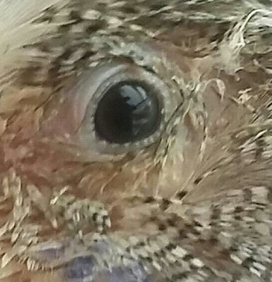 20151127_154048-1-1-1.jpg