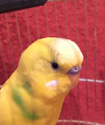 image.jpeg